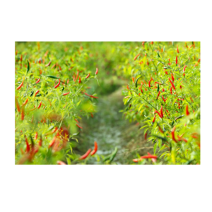 Padmavatii Mirch/Chilli Plant