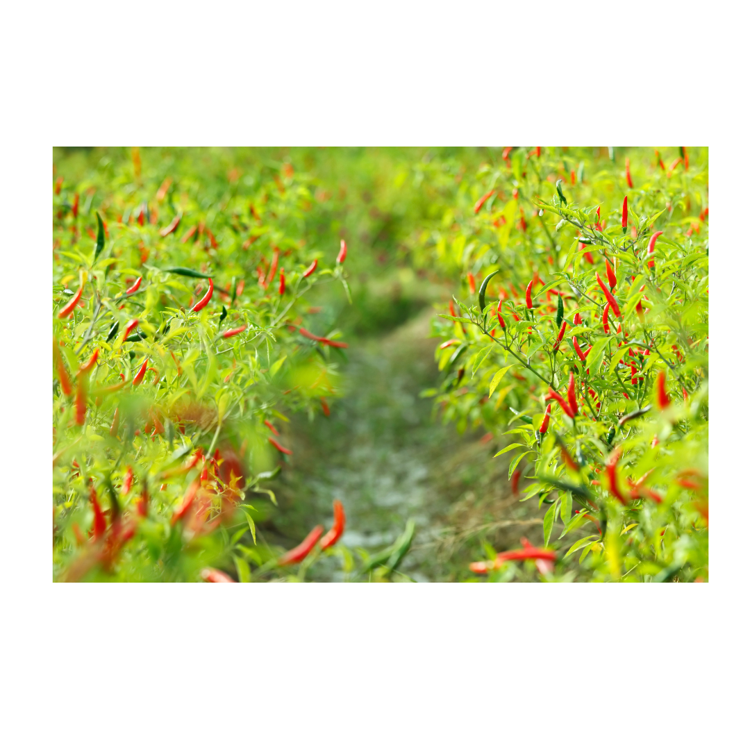 Padmavatii Mirch/Chilli Plant
