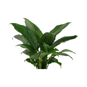 1 Bunch with 7 Flowers No Vase Realistic Artificial Flowers for Vase