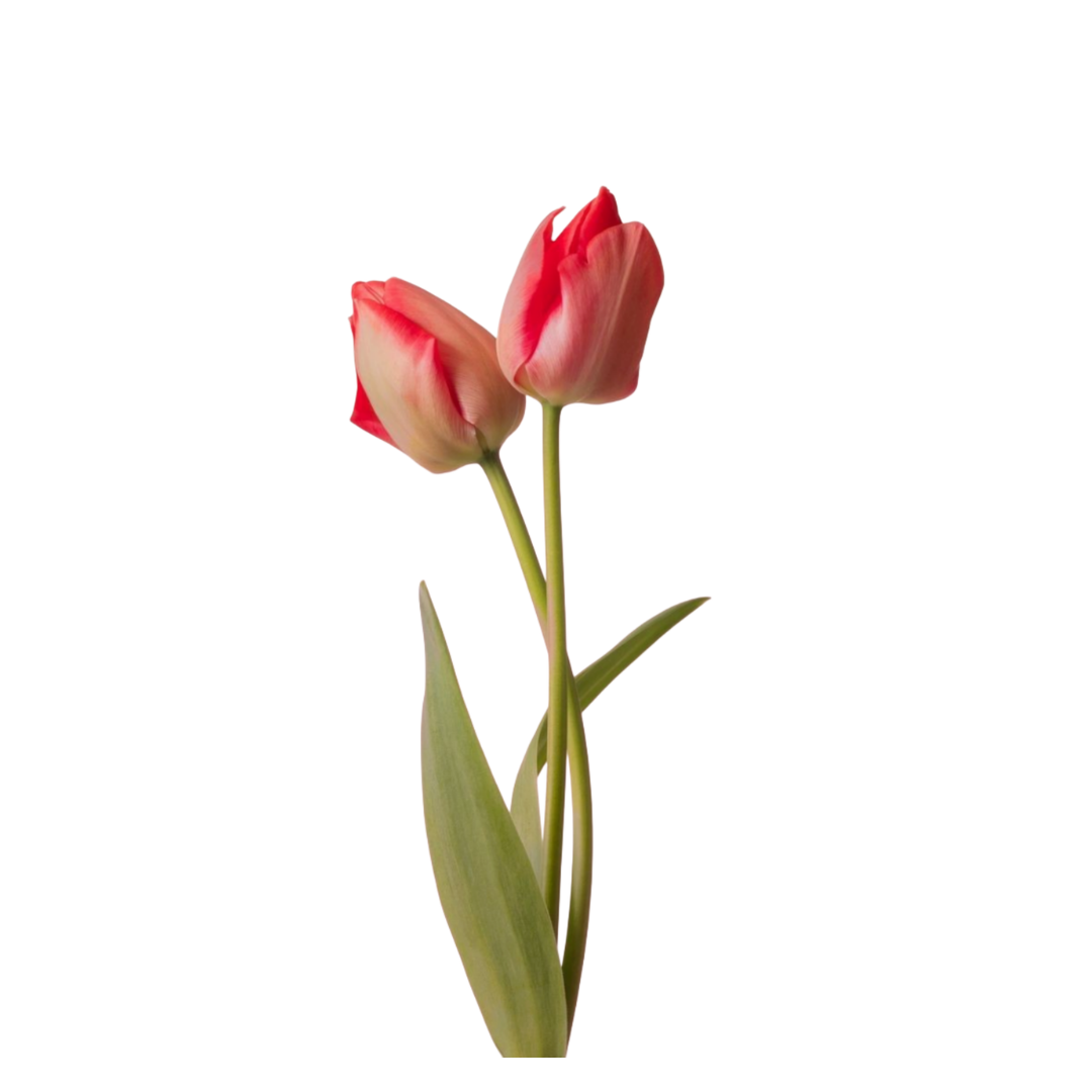Fresh Tulip Flower - Image 2