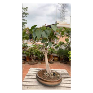 Peepal Bonsai Tree