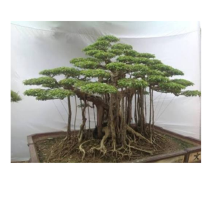 Banyaan Bonsai Tree