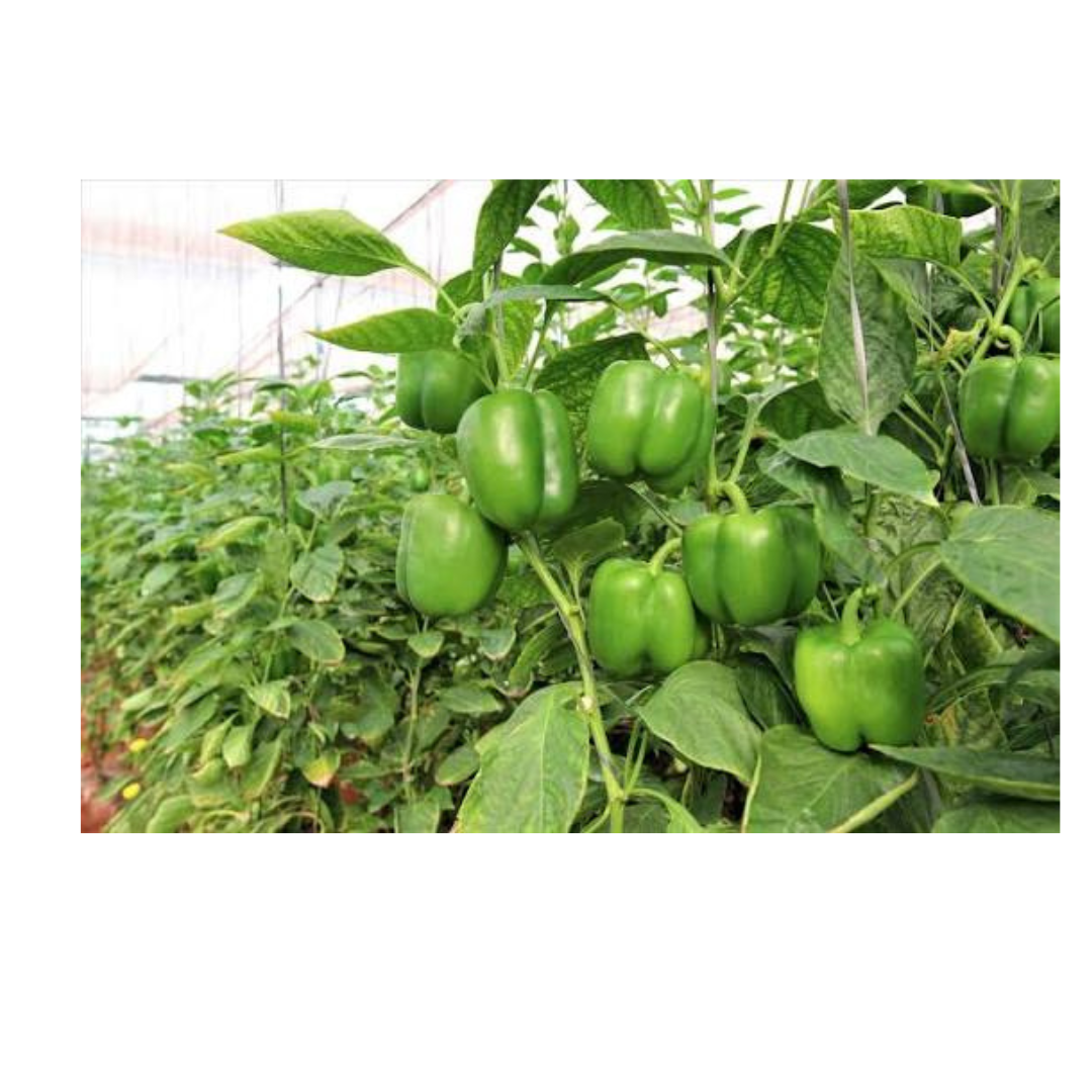 Padmavatii Mirch/Chilli Plant - Image 2