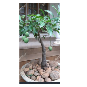 A Mango Bonsai Tree