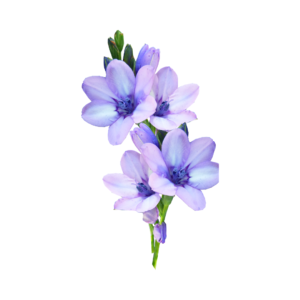Fresh Blue Orchid Flower