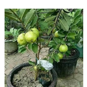 A Guava Bonsai Tree