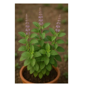 Tulsi Herb