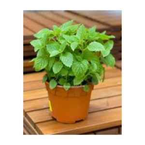 Mint Herb