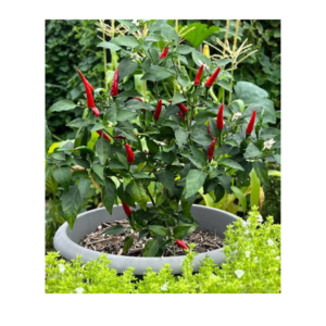 A Chilli Plant