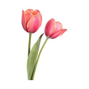 Fresh Tulip Flower