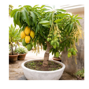 A Mango Fruit Tree